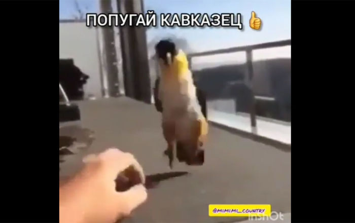 "Попугай-кавказец" бросил вызов джигитам: видео отплясывающей птицы рассмешило юзеров