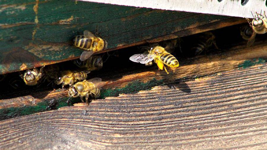 Минсельхоз предложил контролировать применение пестицидов из-за гибели пчел