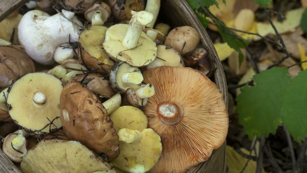 "В крайнем случае": Эксперт рассказал, где можно собирать грибы даже в Москве