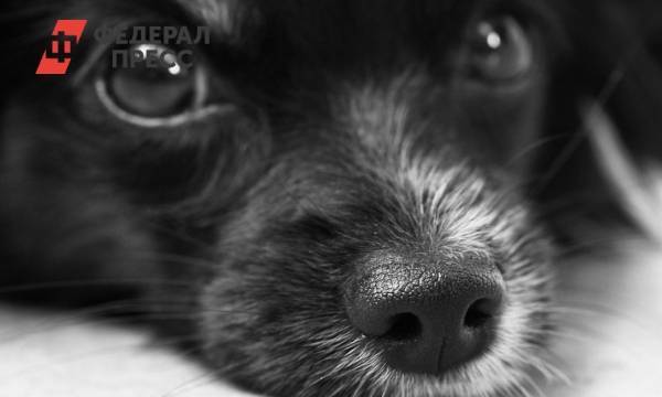 Кинолог рассказал, как догхантеры травят собак | Москва | ФедералПресс
