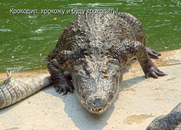 В Смоленске накрыли притон любителей «покрокодить»