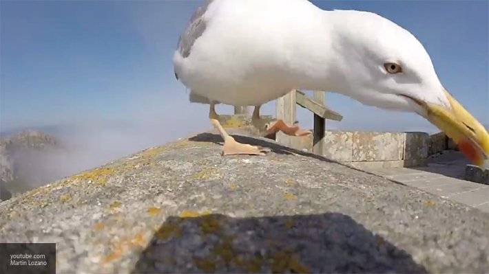 Голодная чайка похитила чихуахуа из сада хозяйки в Великобритании