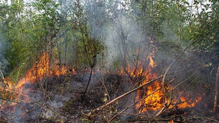 Природный пожар в Оренбургской области распространился на 50 тысяч гектаров