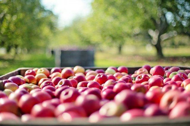 Россельхознадзор разрешил поставки белорусских яблок