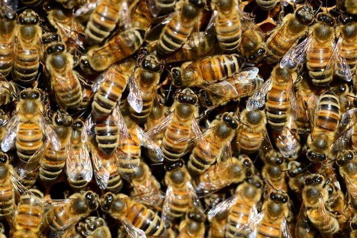 Московский ученый назвал возможные причины массовой гибели пчел