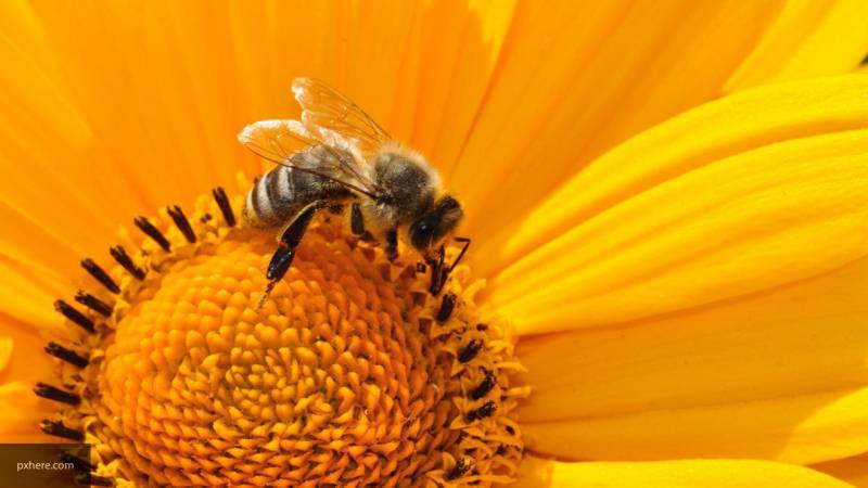 Минсельхоз не увидел рисков для урожая из-за гибели пчел