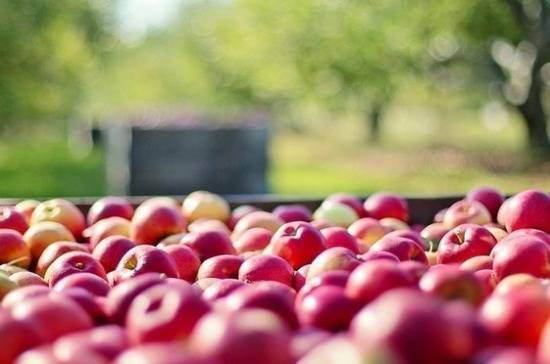 На российских прилавках снова появятся белорусские яблоки