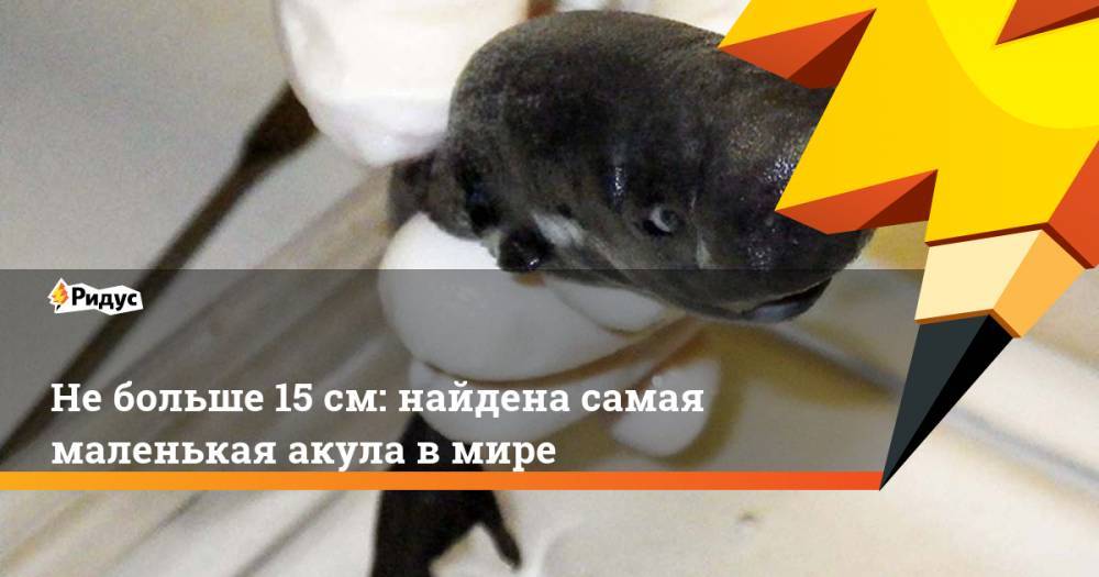 Не больше 15 см: найдена самая маленькая акула в мире. Ридус