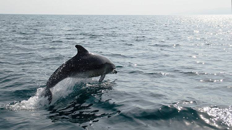 Исчезающая "улыбка" моря: Крым может лишиться дельфинов навсегда