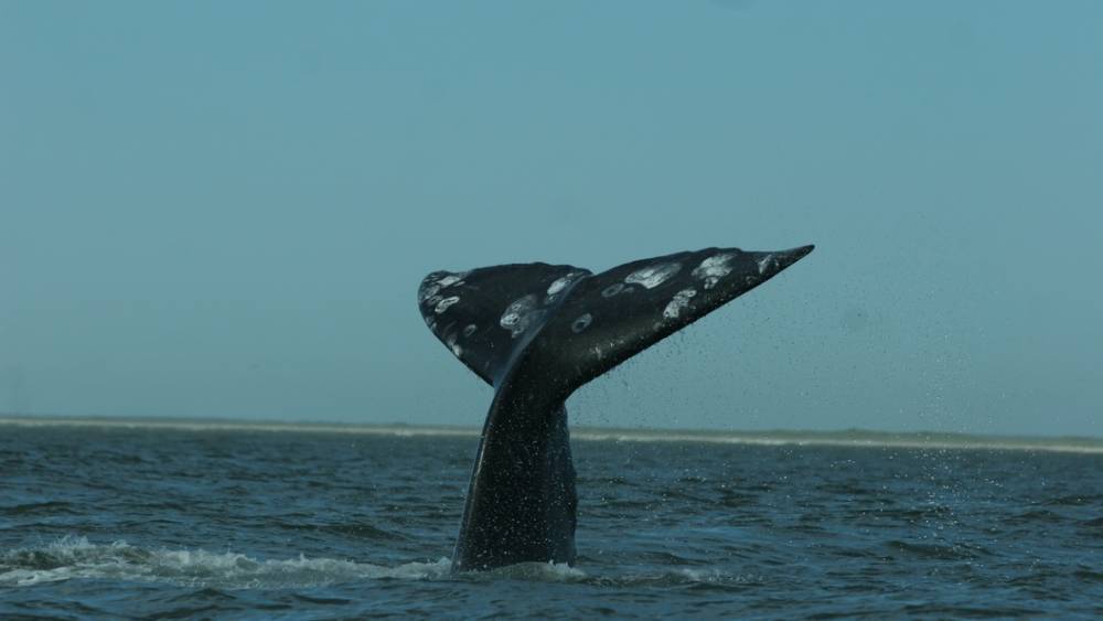 Необъяснимое явление: Фотограф поделился снимком загадочно погибшей полусотни китов