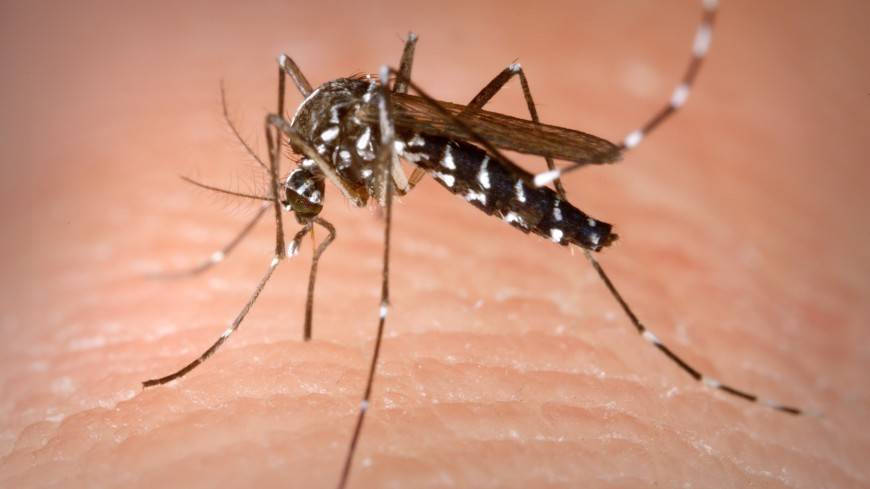Китайские острова освободили от опасных комаров