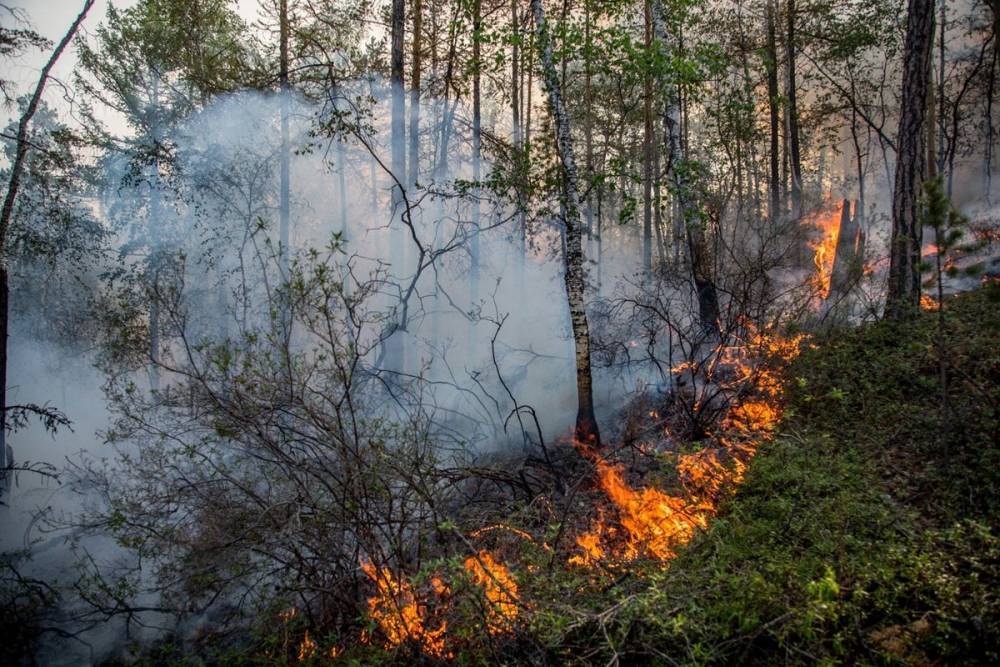 В Башкирии выросло количество лесных пожаров
