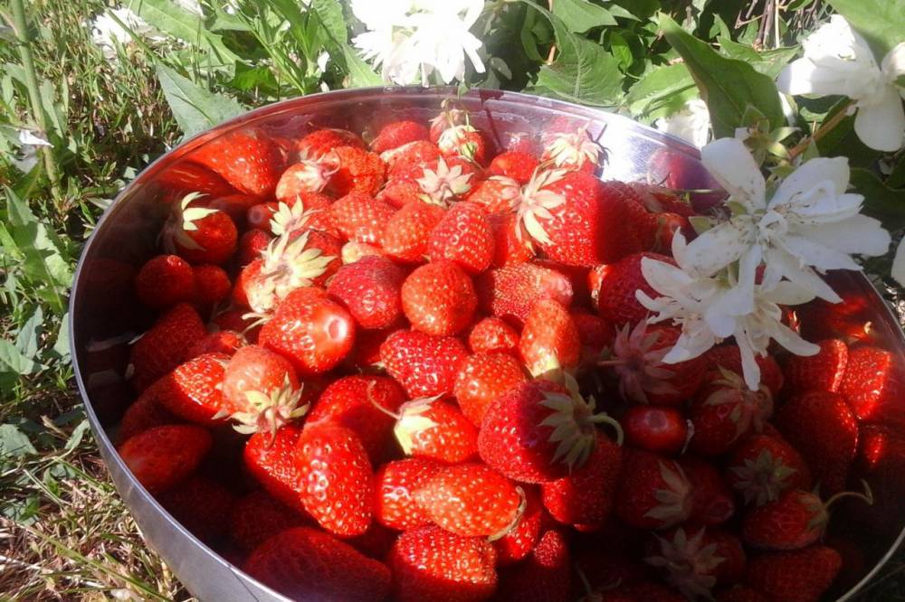 Уфимское «Ягодное лукошко» собрало 2,5 тонны ягод и 2 тысячи покупателей  // ЭКОНОМИКА|ДЕНЬГИ | новости башинформ.рф