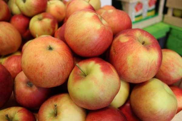 Белорусские яблоки снова будут поставляться в Россию