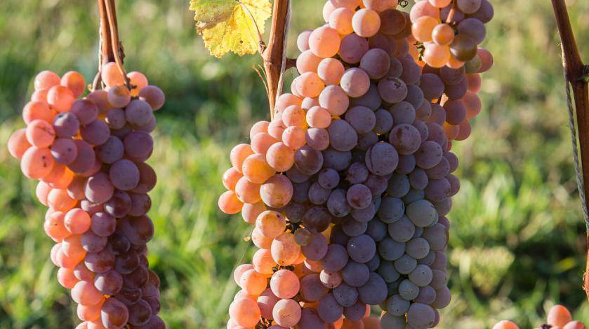 В виноградных косточках нашли спасение от высокого давления
