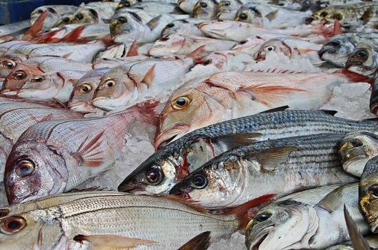 Выловленная в России рыба продолжает «уплывать» в другие страны