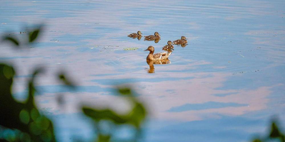 Более тысячи птенцов появилось в водоемах Москвы с начала года