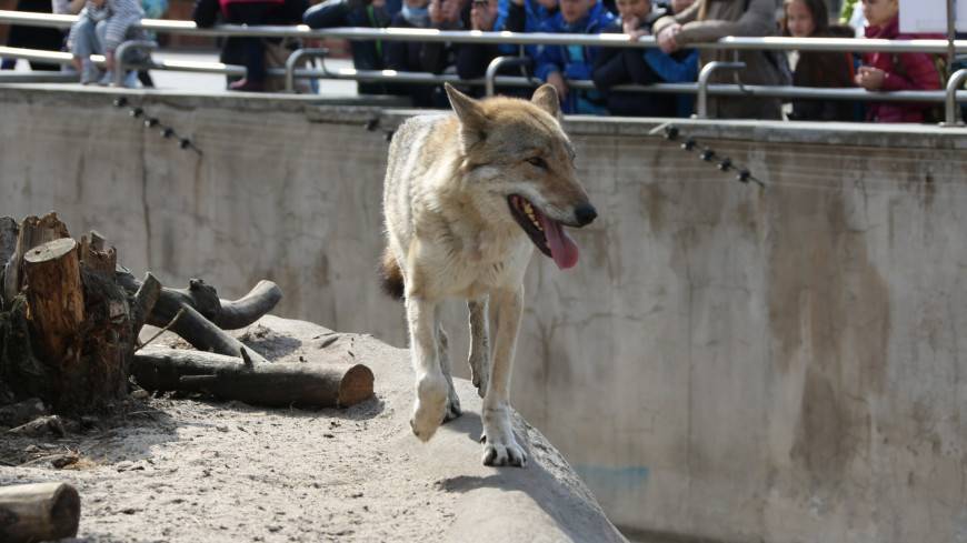 В России в 2020-м появятся новые нормы содержания животных в зоопарках
