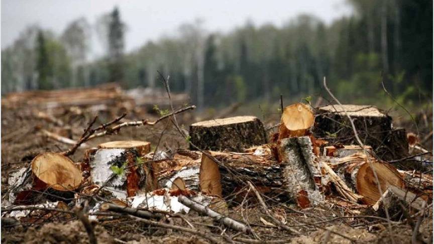 Житель Кировской области заплатит более миллиона рублей за незаконную рубку леса