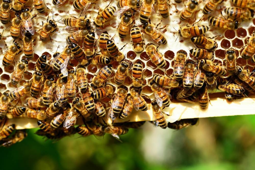 Массовая гибель пчел в Бурятии, возможно, произошла из-за заболеваний, вызванных возбудителями микозов