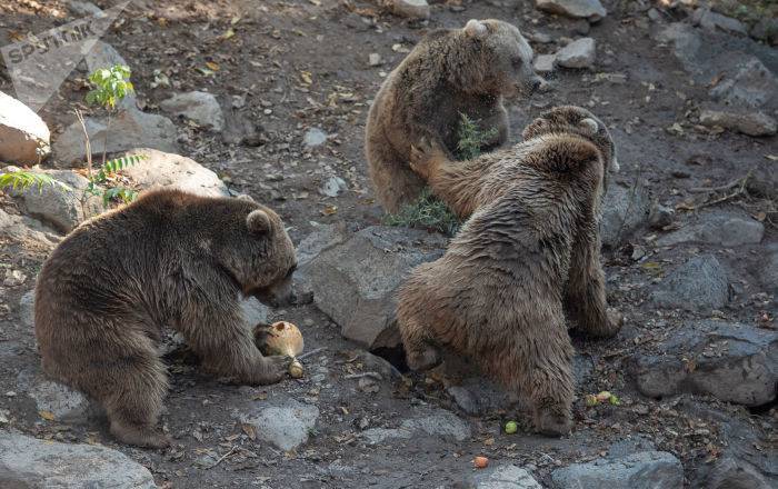 "Дави их!": в Армении неизвестные на машине преследовали медведей на дороге – видео