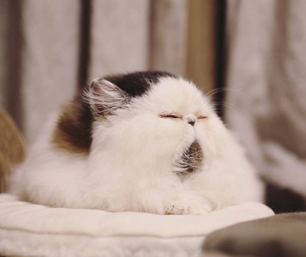 Зуу — котик из Японии, который покоряет сердца пользователей социальных сетей
