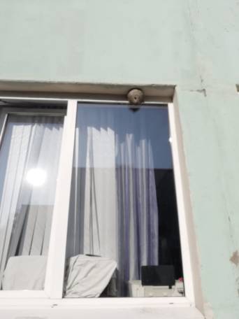 Детский сад в Уфе атаковали осы
