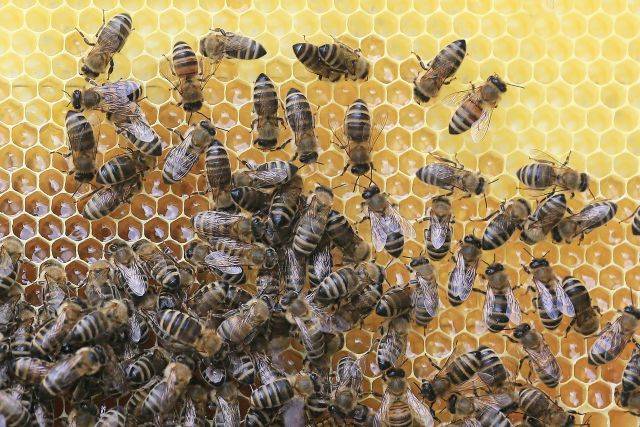 СК возбудил первое уголовное дело по факту массовой гибели пчел в России