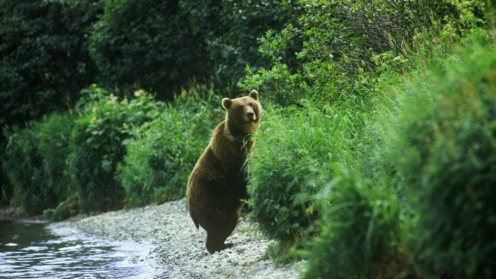 "Офигеть, медведь!": В Бурятии возле роддома сняли необычного "посетителя"