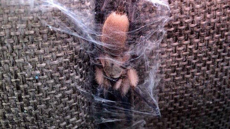 В Ростове-на-Дону огромный паук «захватил» квартиру