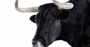 Беларусь начинает экспорт бычьей спермы от мясных пород