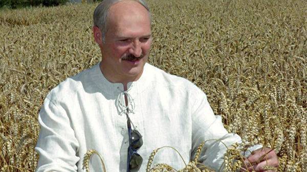 Лукашенко рассказал, как надо собирать урожай — Новости политики, Новости Белоруссии