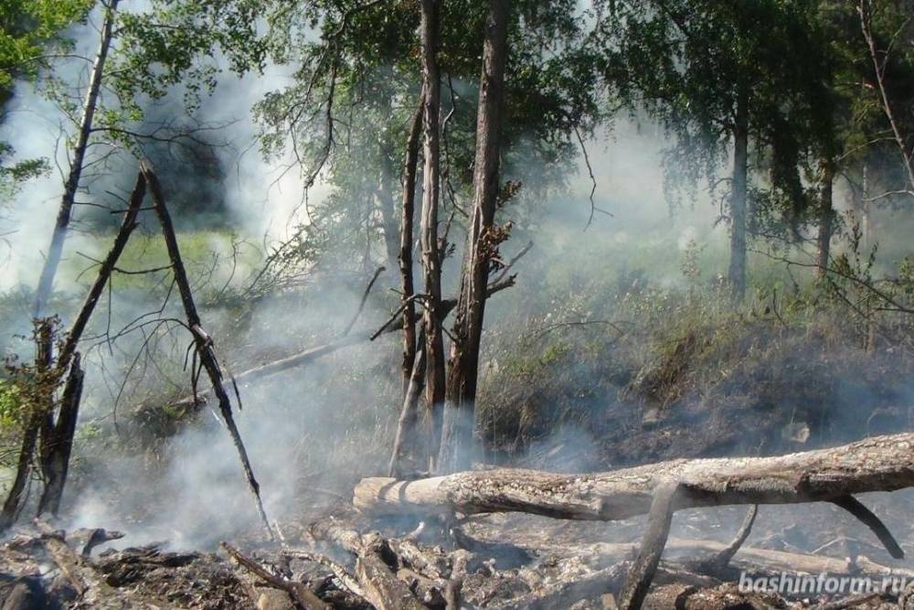 В Башкирии растет число лесных пожаров // ОБЩЕСТВО | новости башинформ.рф