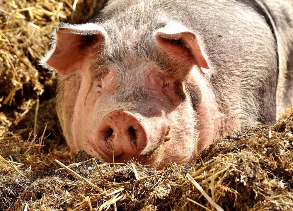 «Словно во дворе держишь тысячу свиней»: Улан-удэнцы страдают от запаха хрюшек и фекалий