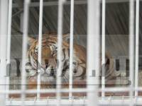 Тигра Барсика, после укусов которого умер дальнобойщик, передадут в зоопарк - ТИА