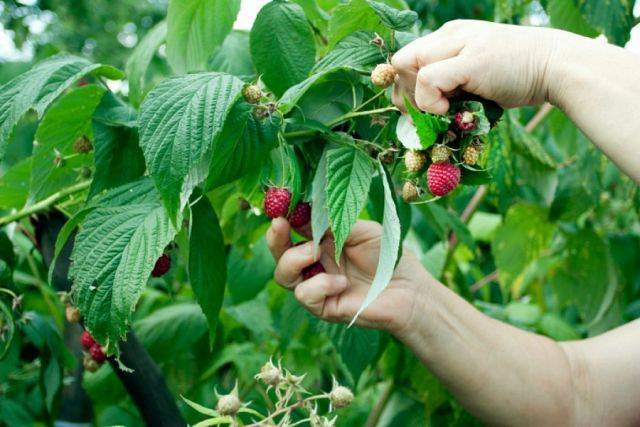 Госдума приняла закон о снижении НДС на фрукты и ягоды