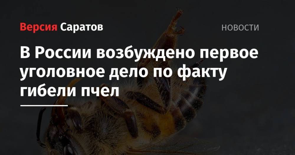 В России возбуждено первое уголовное дело по факту гибели пчел
