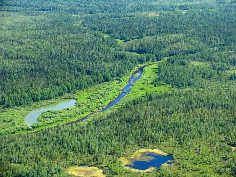 Тысячи гектаров леса на севере Байкала готовы уничтожить ради железной дороги