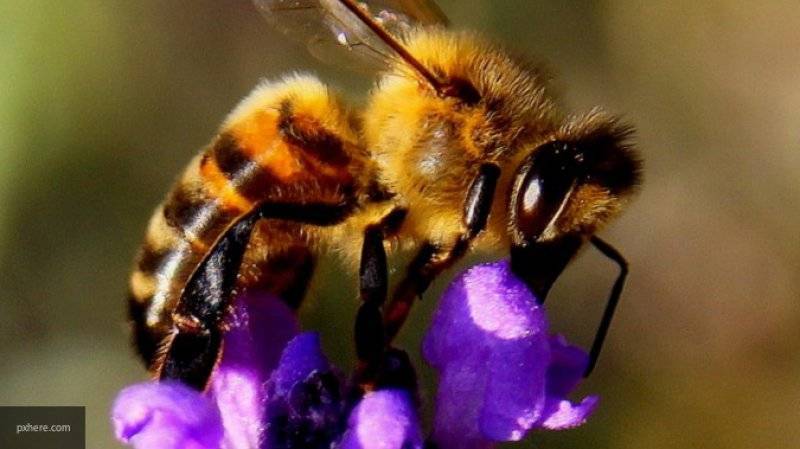 Следственный комитет впервые возбудил уголовное дело по факту массовой гибели пчел