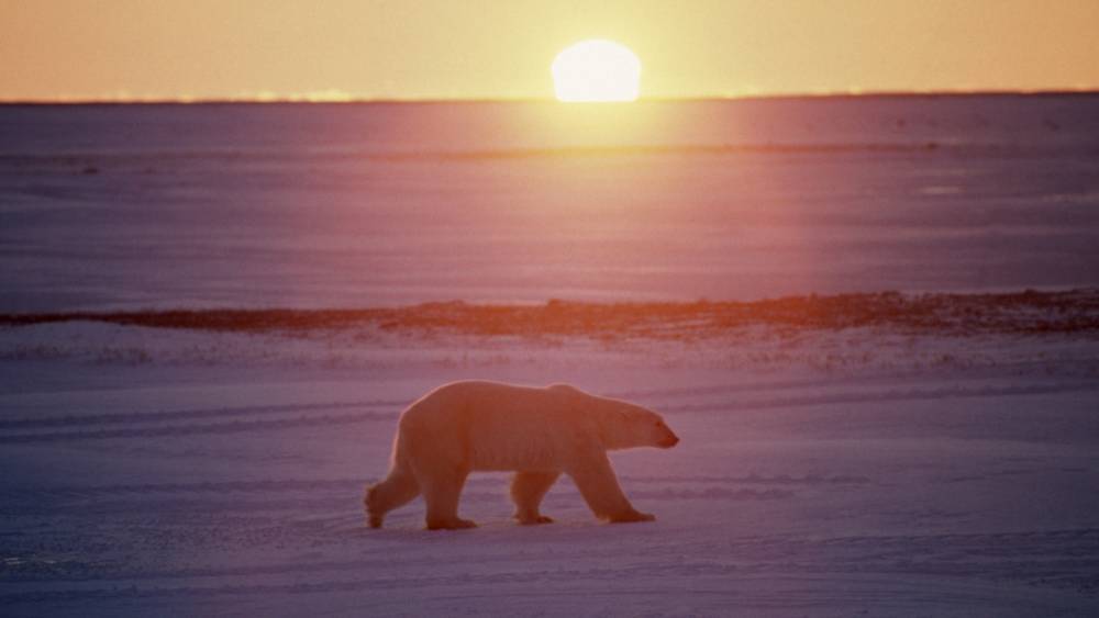 Поделить нефтяную шкуру полярного медведя: Россию обвинили в провокации битвы в Арктике