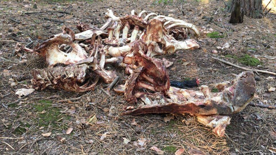 Найденные в лесу в Солотче трупы животных уберут – РИА «7 новостей»