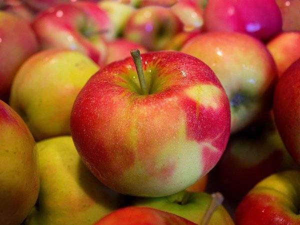 Россельхознадзор разрешил импорт яблок из Белоруссии