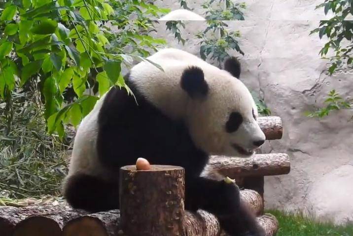 «Панды чувствуют себя прекрасно»: в Московском зоопарке рассказали о жизни животных