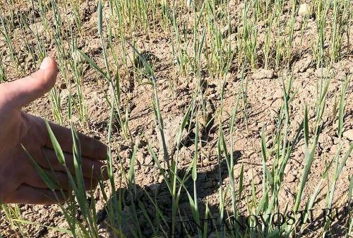 В Башкирии введут режим ЧС в ряде районов из-за засухи
