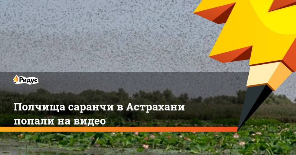 Полчища саранчи в Астрахани попали на видео. Ридус