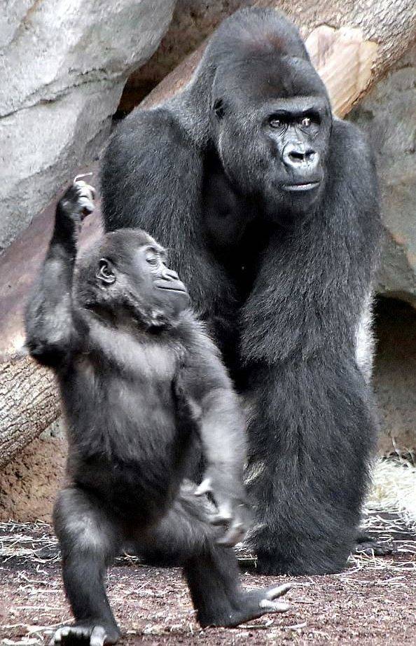 В зоопарке Германии маленькая горилла начала танцевать, чтобы привлечь внимание своего папы
