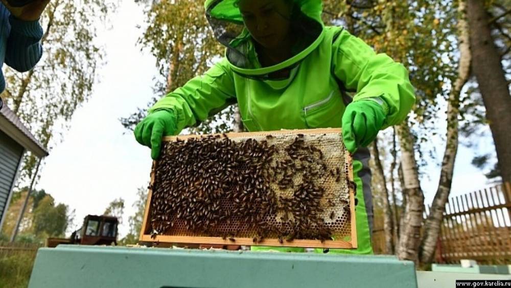 Впервые в России возбуждено уголовное дело по факту массовой гибели пчел