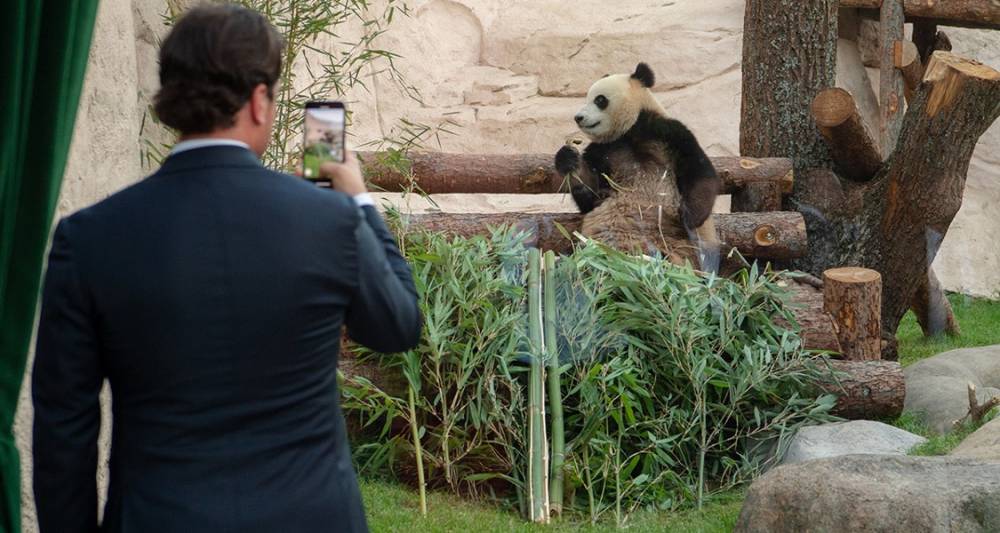 В Московском зоопарке рассказали о жизни двух китайских панд