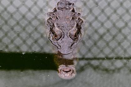Возле атомной станции расплодились редкие крокодилы