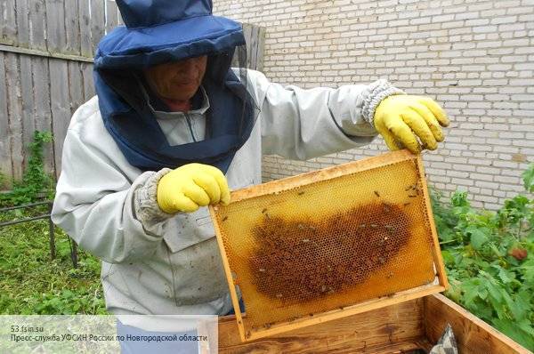 Ученый перечислил причины массовой гибели пчел на пасеках в России